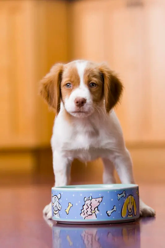 Are Plastic Bowls OK for Pets？