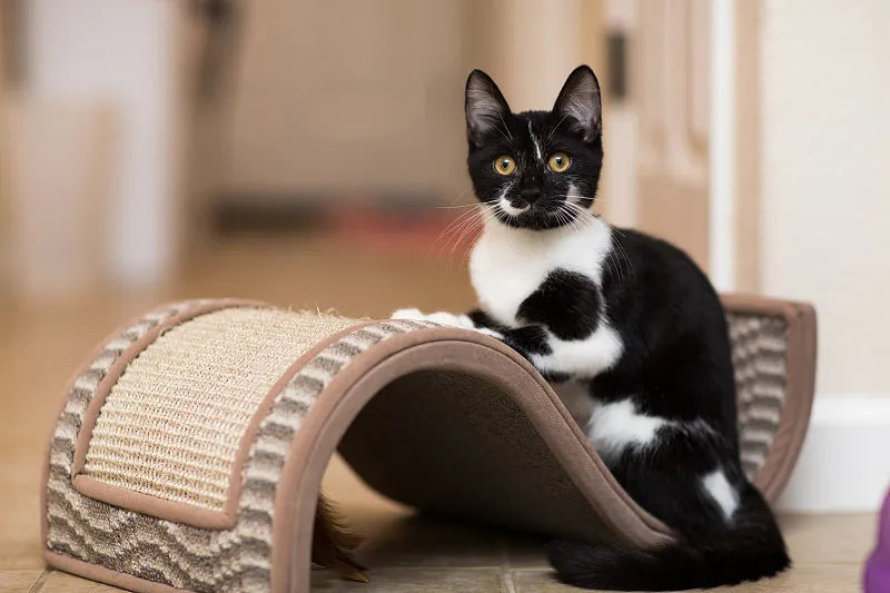 what does a scratching post do for cats？