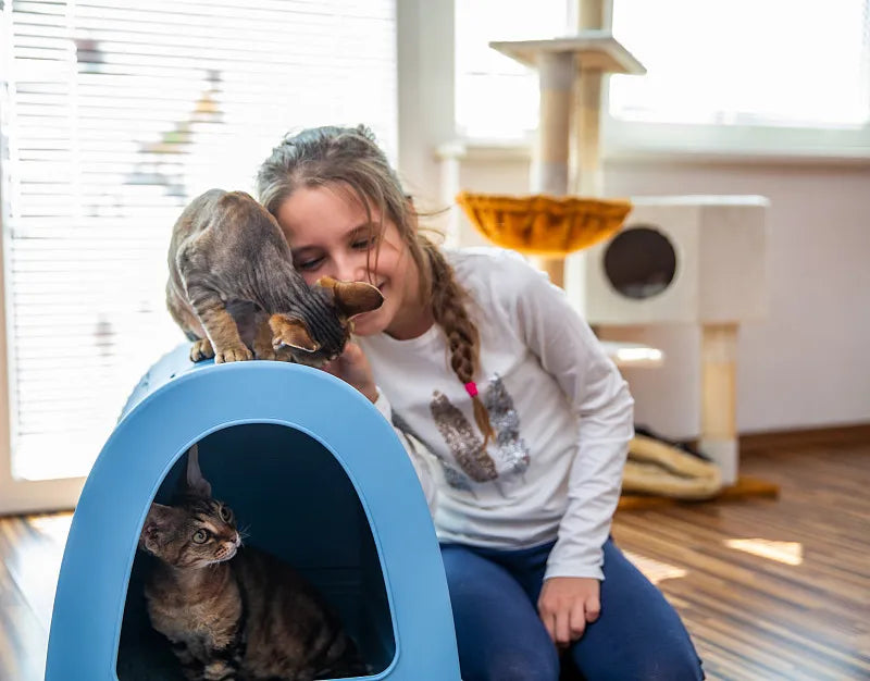 How to Train Cat to Use Litter Box