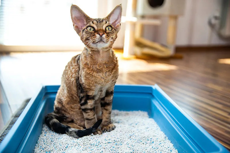 cat litter box