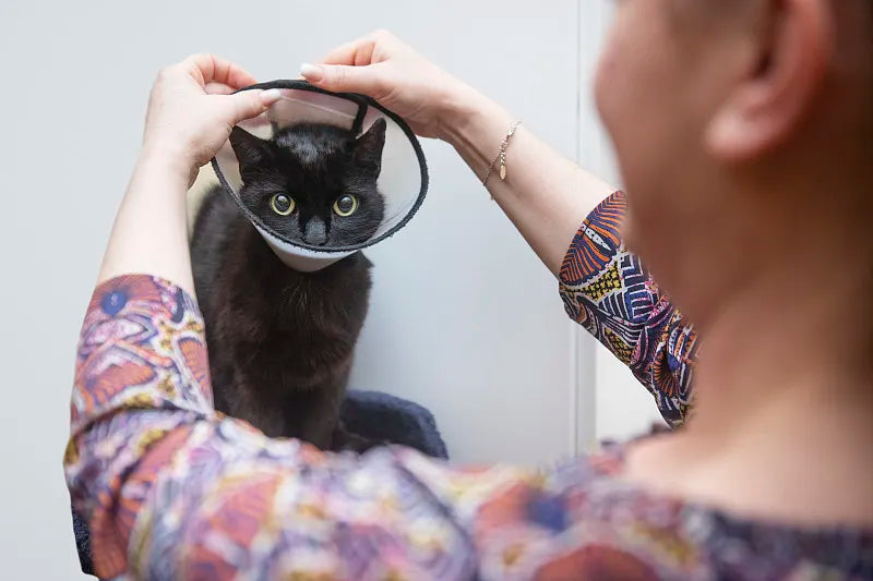 E-Collars for Cats: 7 Tips for Effective Use