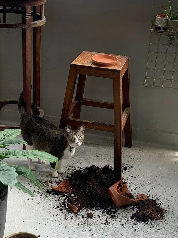 How to keep cats from scratching furniture