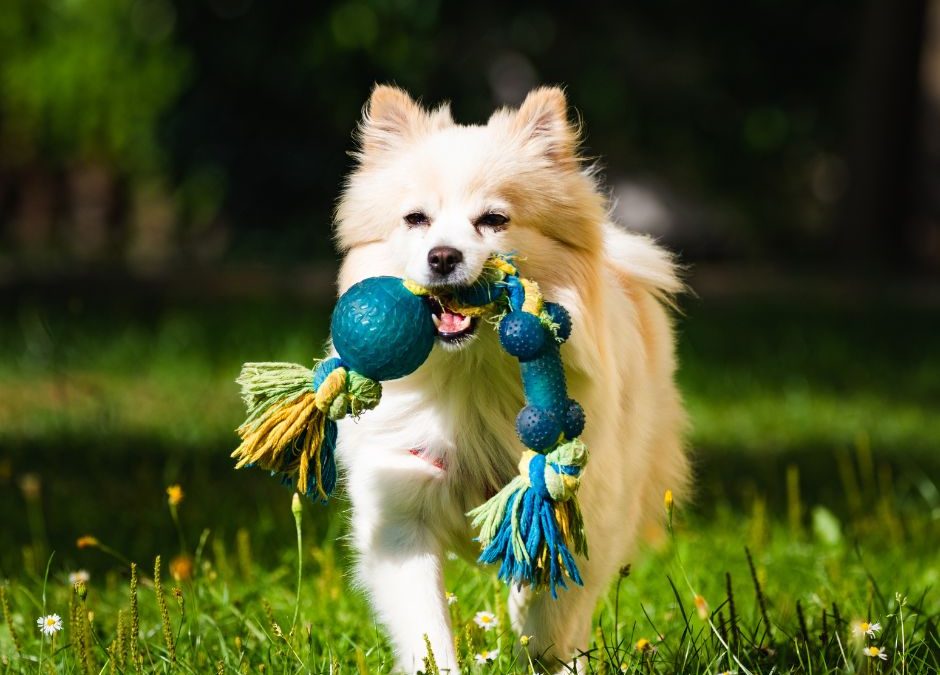 What Are Safe Chew Toys for Dogs