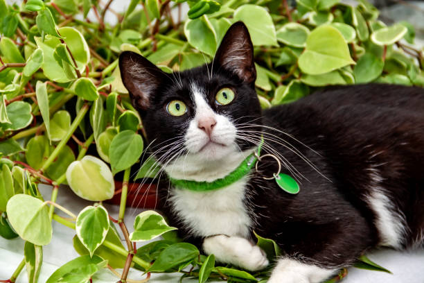 What Type of Collar is Best for a Cat?