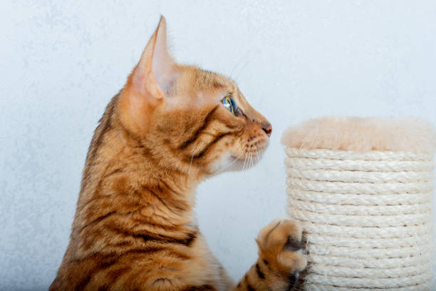 What is the Best Cat Scratcher?