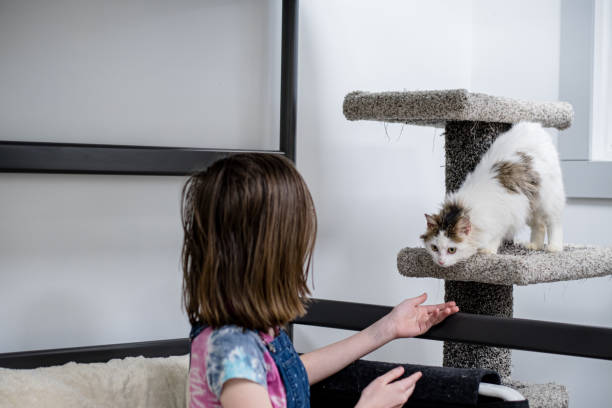 What is the Best Cat Scratching Post?