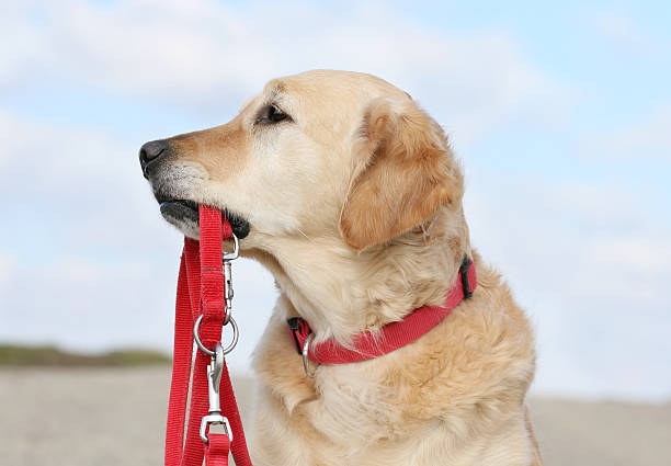 What is the Strongest Dog Leash?