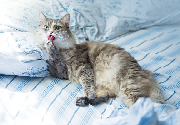 Why Did My Cat Pee on the Bed?