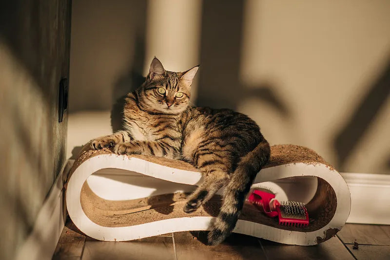 Why Do Cats Like Scratching Posts? Understanding Feline Behavior