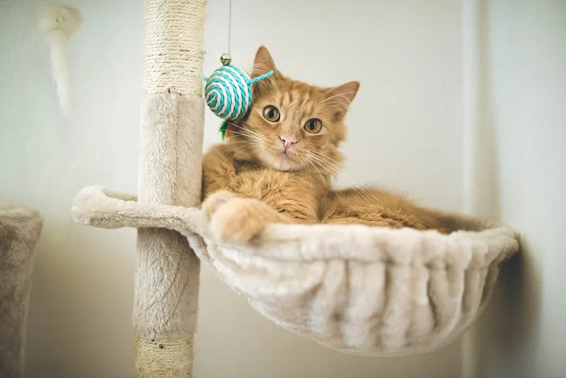 Why Do Cats Love Cat Trees?