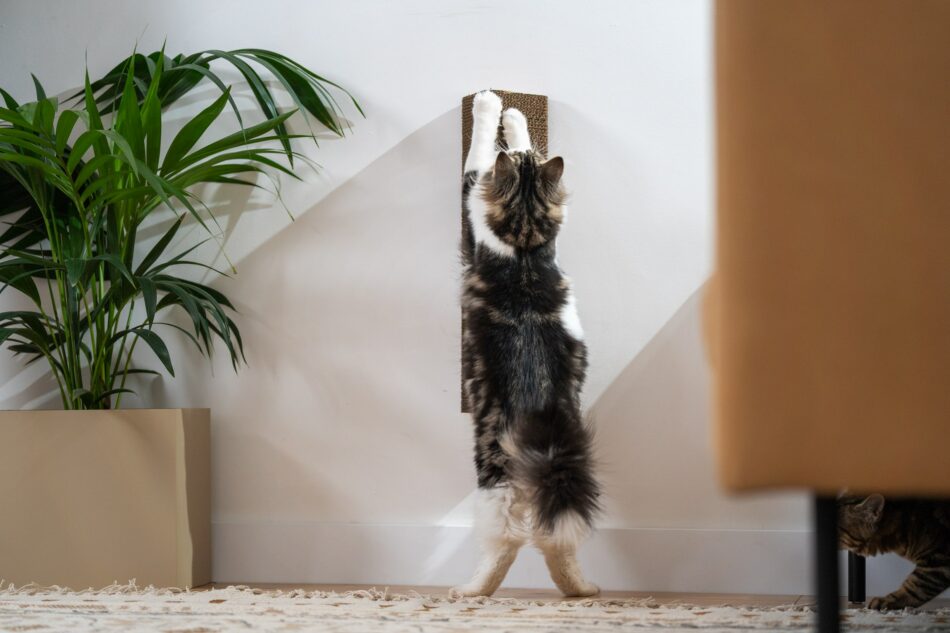 Why Do Cats Need Scratching Posts?