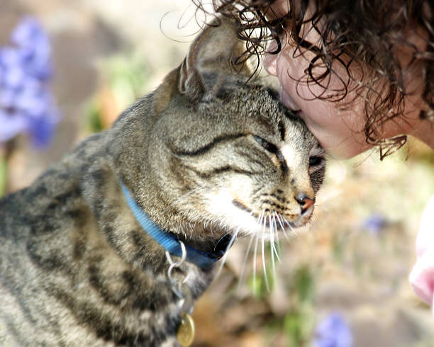 Why Do Cats Wear Collars?