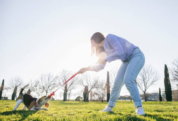 Why Do Dogs Bite Their Leash?