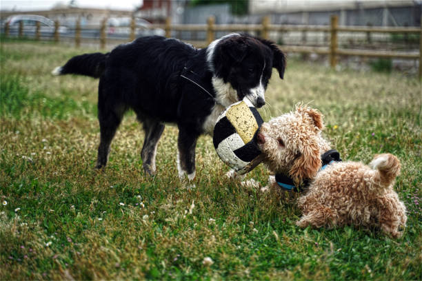 Why Do Dogs Destroy Toys?