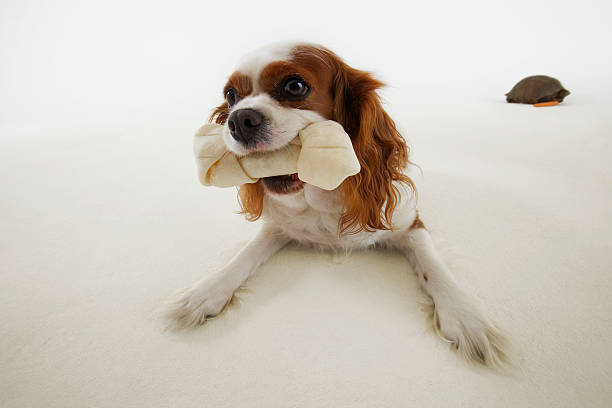 Why Do Dogs Like Squeaky Toys?