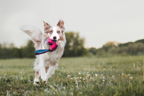 Why Do Dogs Shake Their Toys?