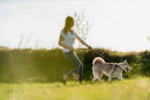 Why Does My Dog Hate the Leash?