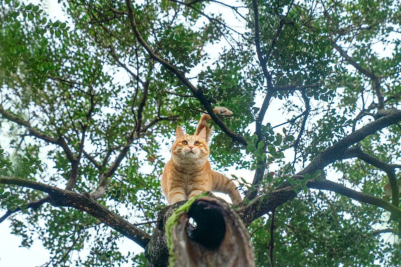 cat come down from a tree