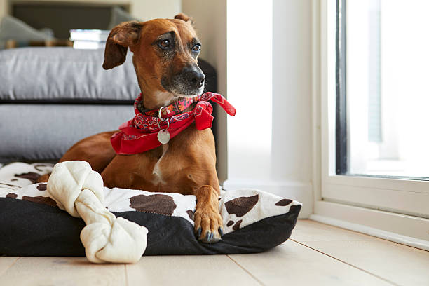 Why Do Dogs Like Dog Beds?