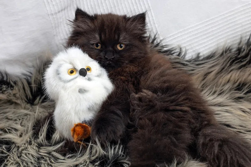 What Toys Do Cats Love?