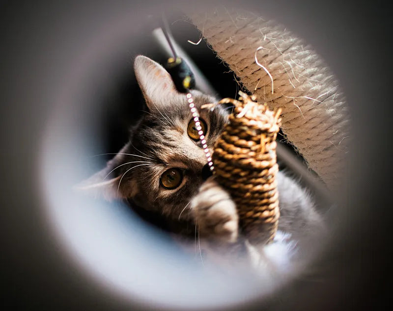 how to choose the cat tree