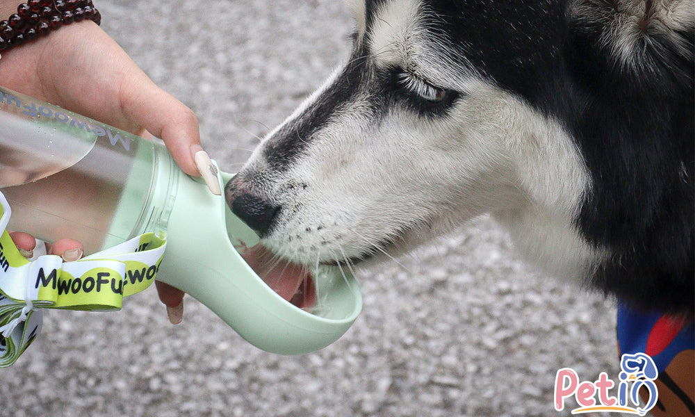 Is Bottled Water Good for Dogs: Exploring Hydration Options