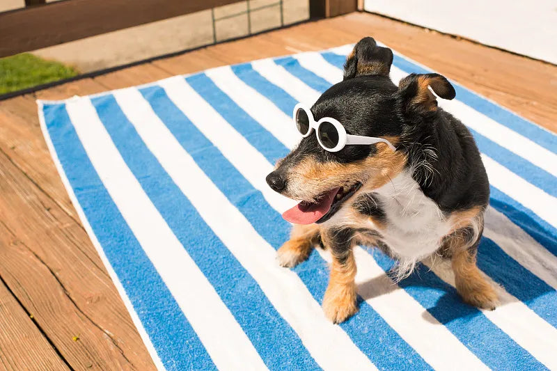 Best Pet Cooling Mat: Top Ice Pads for Dogs & Cats