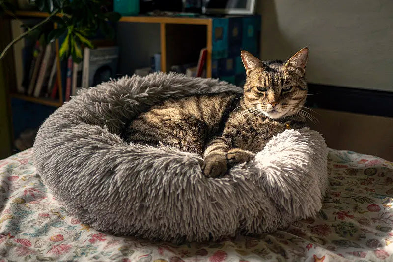 What Type of Cat Bed Is Best?
