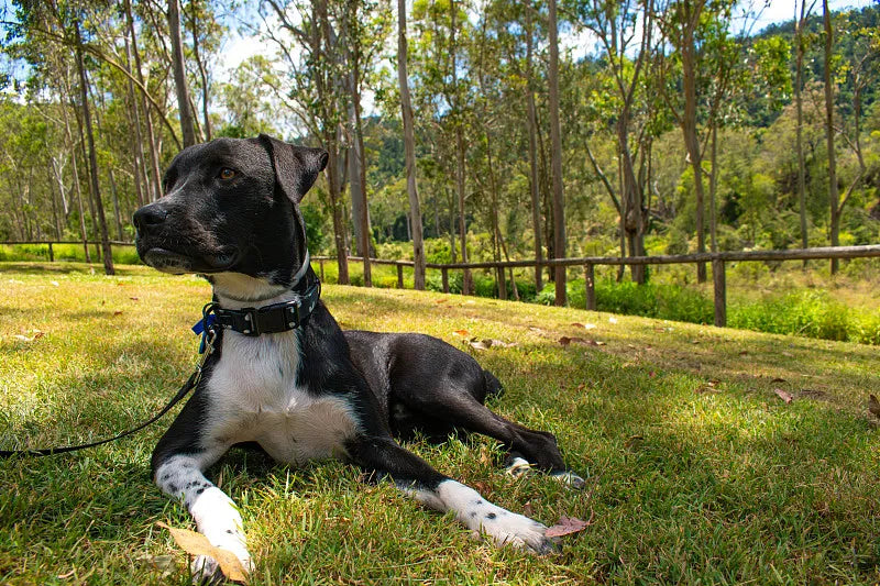 The Ultimate Guide to Dog Camping: Tips Every Pet Parent Needs to Know