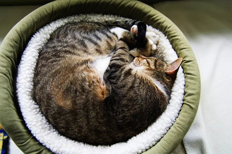 Do cats prefer open or closed beds?