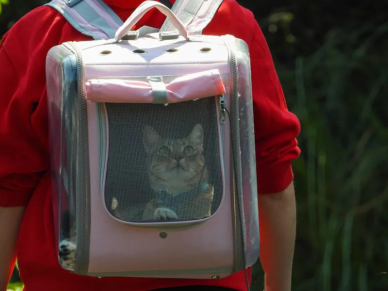 How to Get Your Cat in a Carrier