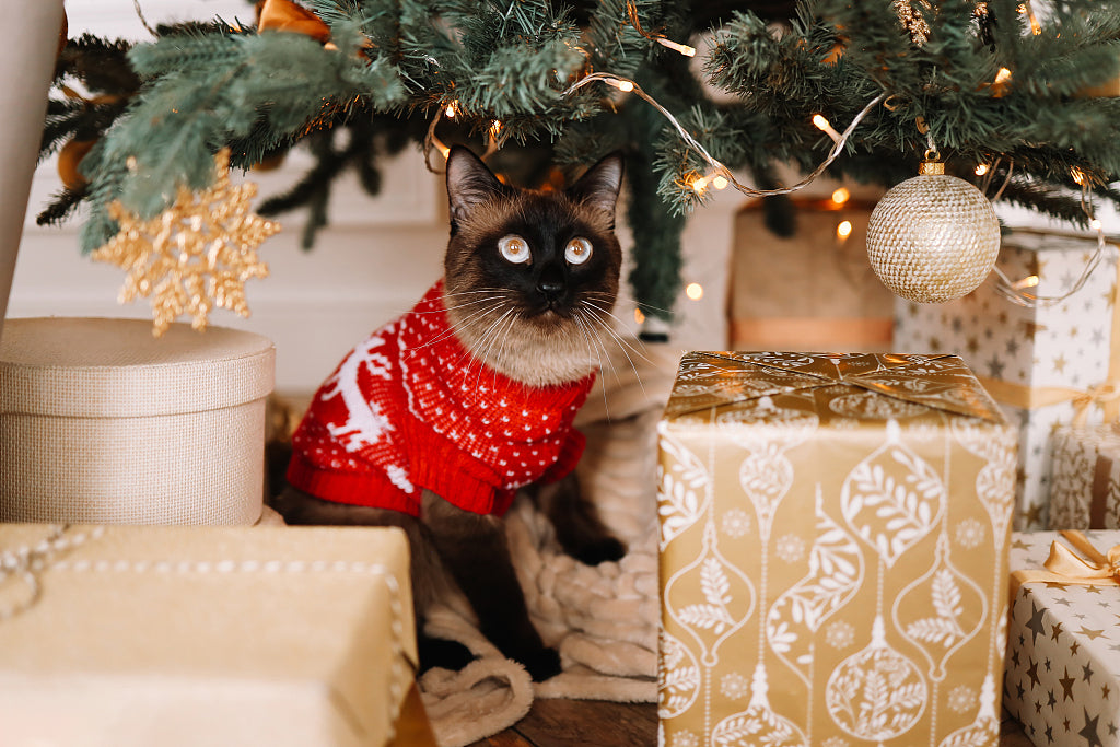 can cats wear clothes