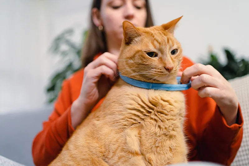 How To Get Cat Used To Collar?