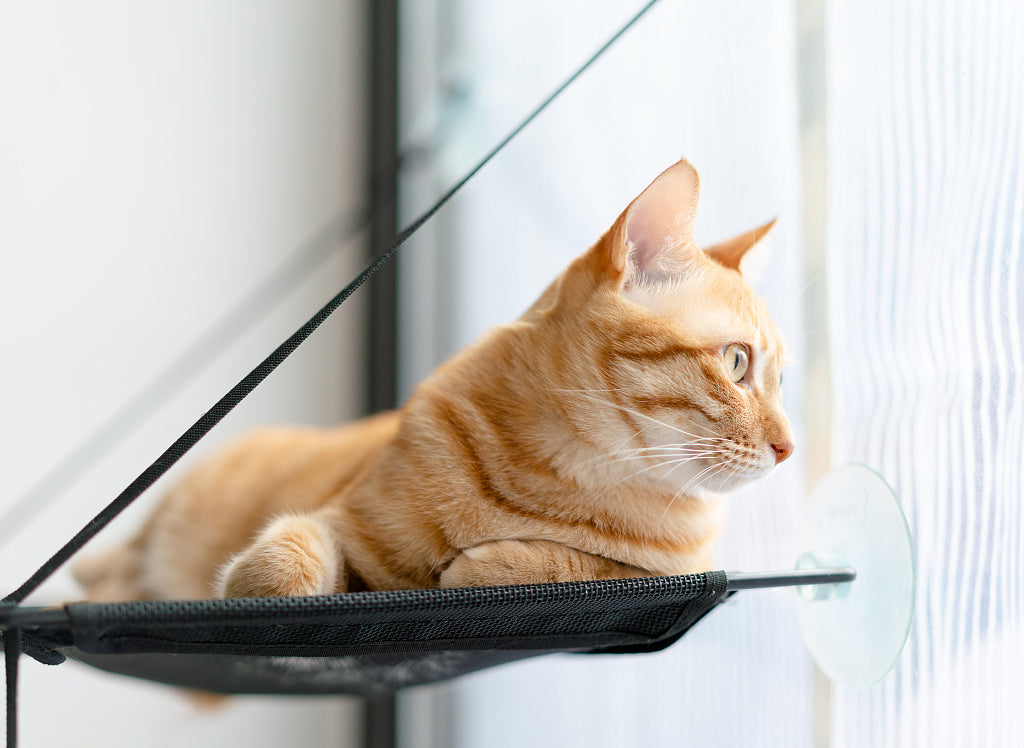 How To Hang A Cat Hammock