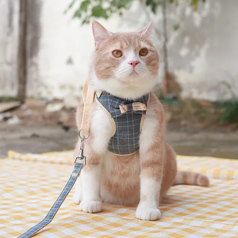 How to Put on a Cat Harness