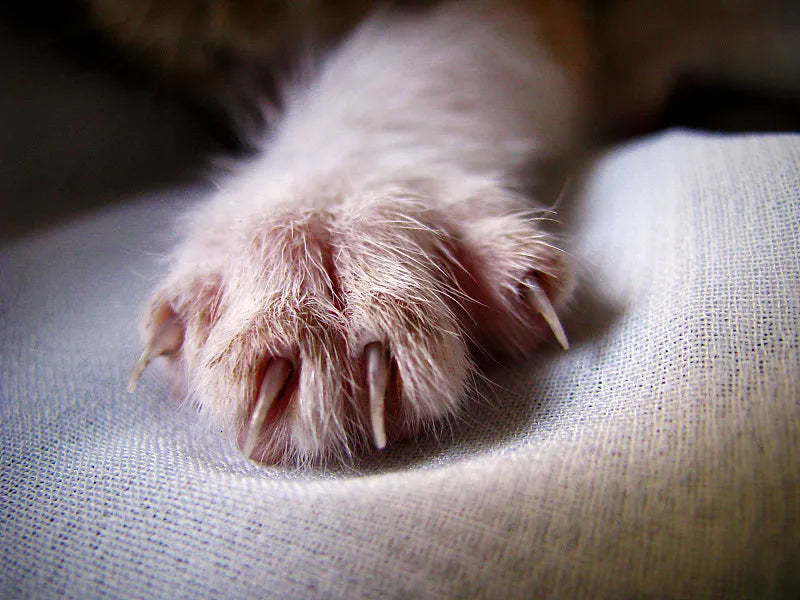 How Often Should I Trim My Cats Nails