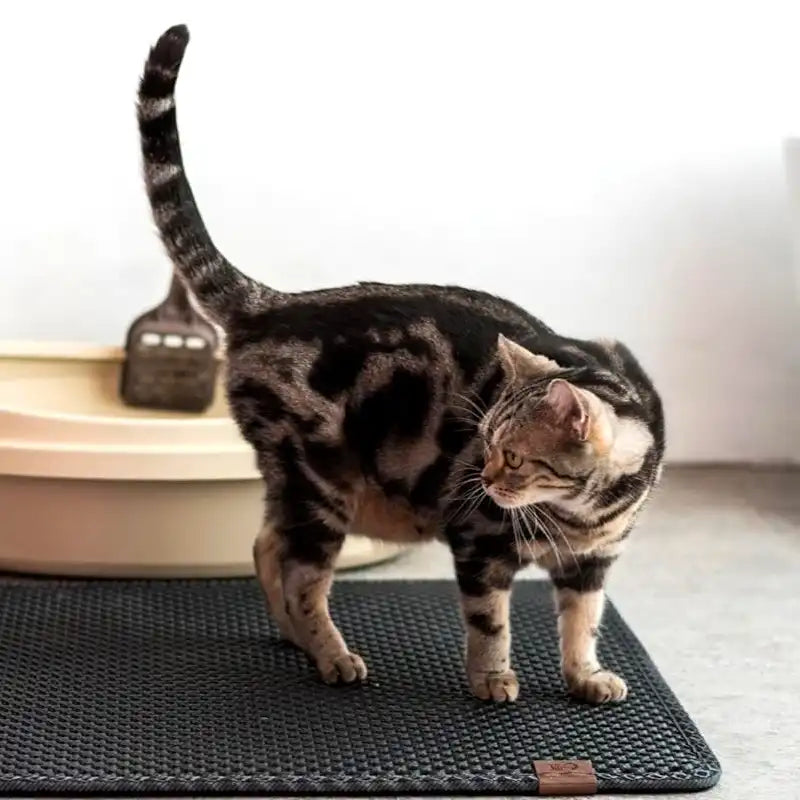 Why Does My Cat Pee on the Litter Mat?