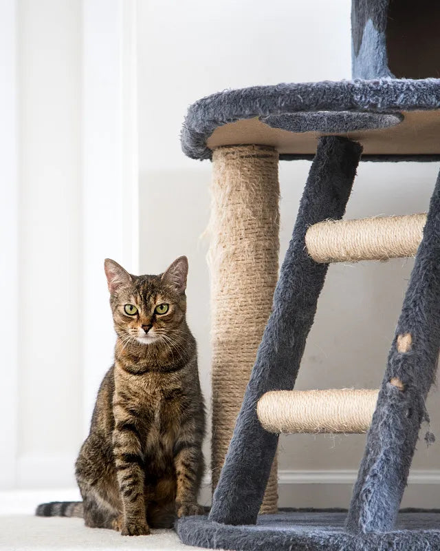 How to Make a Cat Scratching Post