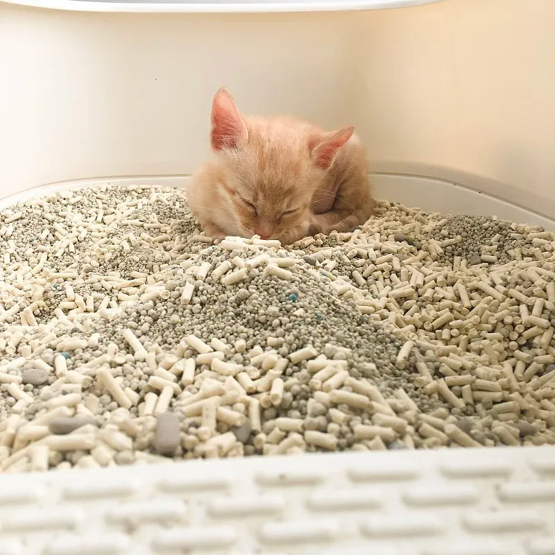 Why Do Cats Lay in Litter Box