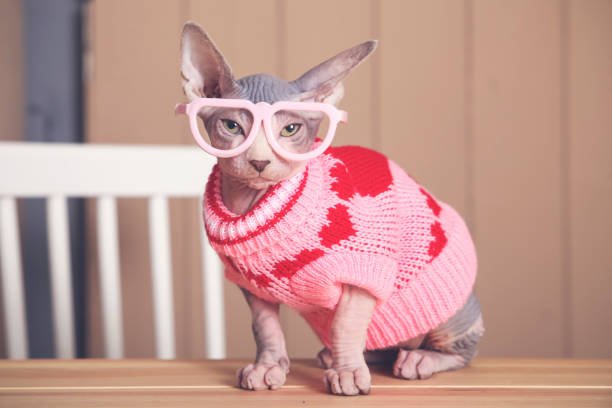 How to Put a Sweater on a Cat