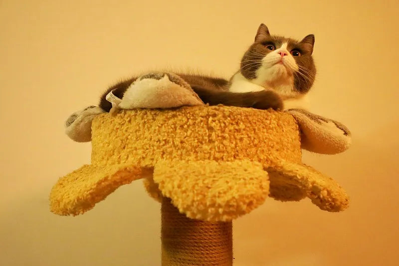 The Ultimate Guide to Choosing a Cat Tree Your Cat Will Actually Use