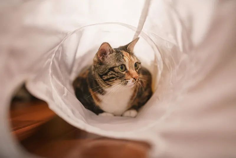 Why Every Cat Needs a Tunnel: The Secret to Beating Feline Boredom