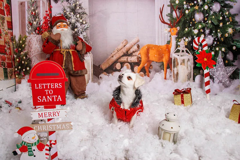 How to Make Christmas Magical for Your Pet: Easy Ideas Every Pet Parent Can Do