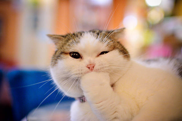 Do Collars Bother Cats