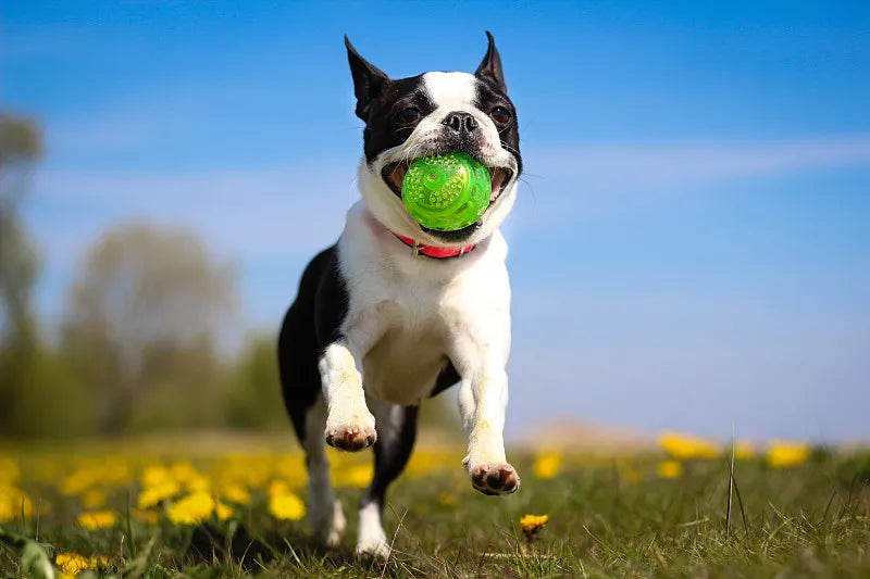 How to Clean My Dog's Toy Balls