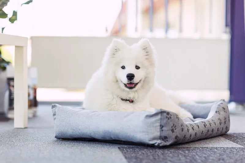 How to Train Dog to Lay in Dog Bed