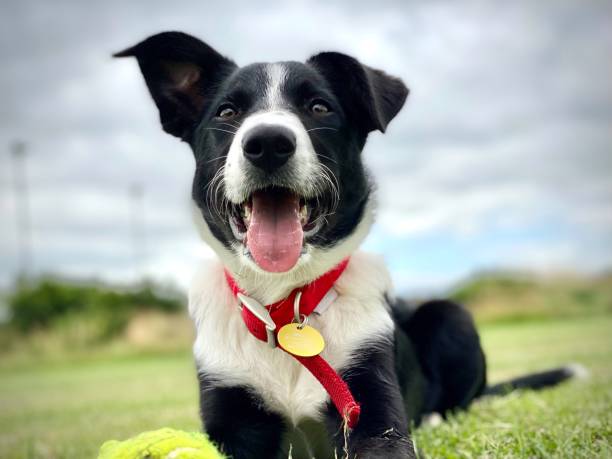 How to Clean a Dog Collar