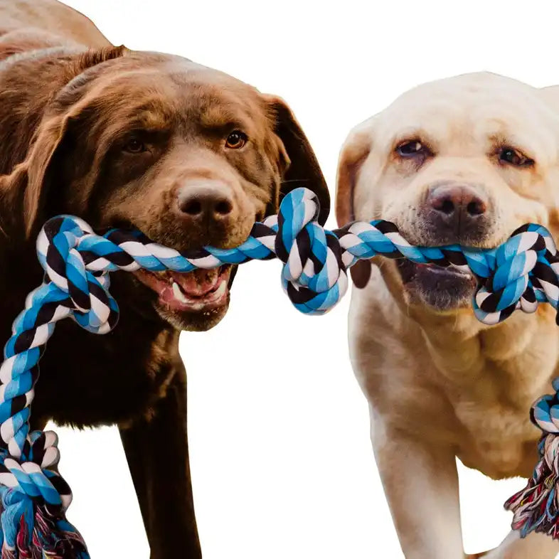 dog eats rope toys