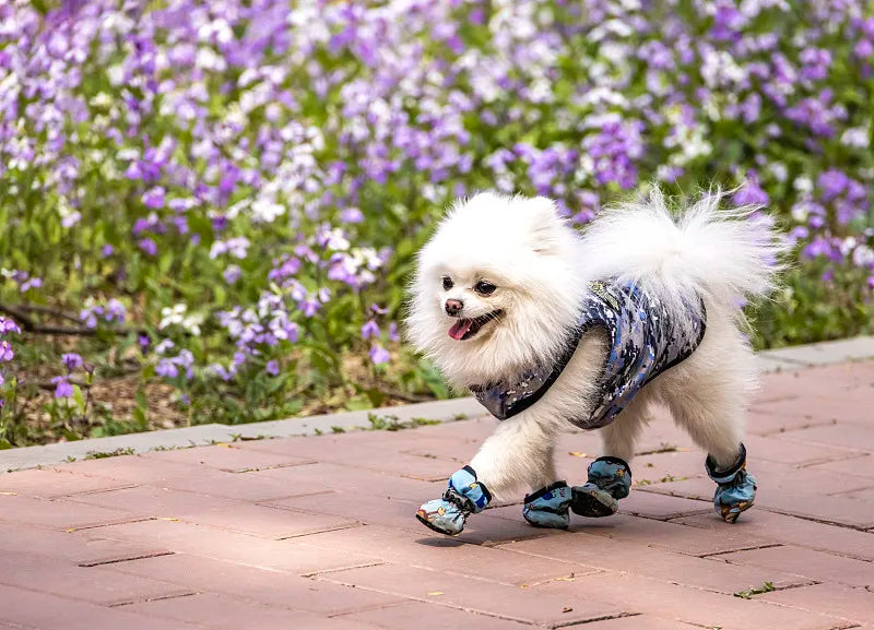 What Are Dog Shoes For