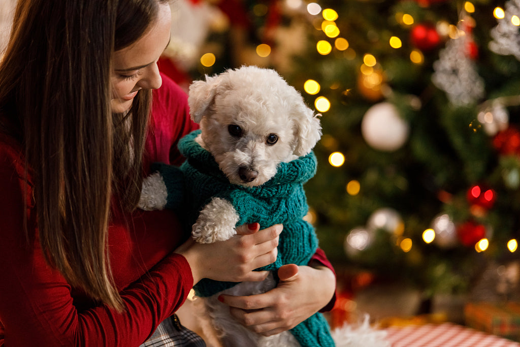 What Size Sweater For My Dog